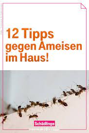 wir haben zwolf tipps gegen ameisen im haus zusammengestellt so bekampft man die arbeitstierchen in der wohn ameisen im haus ameisen ameisen im haus bekampfen