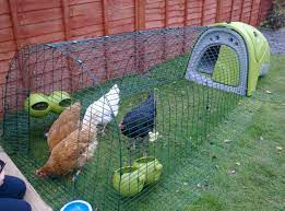 Do Chicken Coops Attract Rats Choosing Your Chicken Coop Chickens