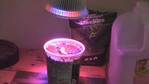 Black dog led produces the most powerful led grow lights with the incredible grow results: Can This 12watt Led Grow Light Actually Grow A Plant Youtube