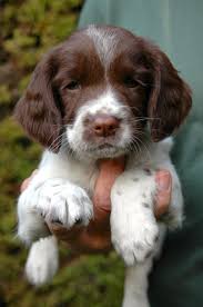 Black And Tan Cocker Spaniel For Sale Los Angeles Puppy Springer Spaniel Puppies Spaniel Puppies Cute Puppies