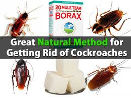 Great Natural Method For Getting Rid Of Cockroaches Pest Control Rid Cockroaches