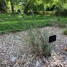 Image result for Pycreus gracillimus