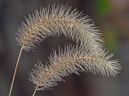 Image result for Setaria