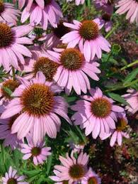 Division is an important cultural requirement of many perennials. 13 Flowers For Texas Garden Ideas Texas Gardening Garden Texas Plants