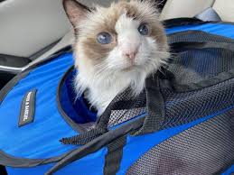 We did not find results for: Gentle Care Animal Hospital 18 Photos 35 Reviews Veterinarians 2301 Nw 178th St Edmond Ok Phone Number