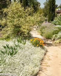 Image result for Cerastium