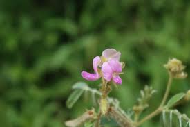Image result for Tephrosia linearis