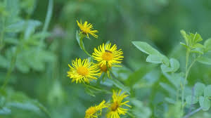 Image result for Pentanema