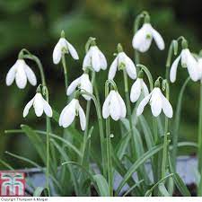 Snowdrop Flower Buy Best Flower Wallpaper