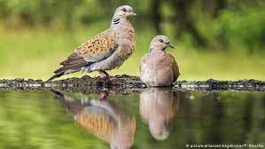 Germany Endangered Turtle Dove Is 2020 Bird Of The Year News Dw 11 10 2019