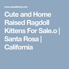 Location within 50 miles of santa rosa, ca. Cute And Home Raised Ragdoll Kittens For Sale O Santa Rosa California Ragdoll Kittens For Sale Ragdoll Kitten Kitten For Sale