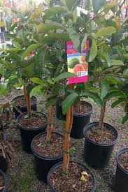4.5 out of 5 stars (354) $ 18.00. Tropic Pink Guava Tree Shipped In Soil By Clifton S Nursery Guava Tree Guava Plant Plants