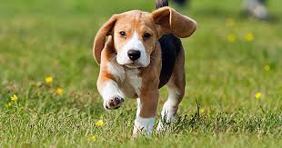 A Dog Ear Hematoma What Is It And Should You Be Worried Care Com Prevention is key — learn how to clean your dog's some dogs show no symptoms of ear infection aside from a buildup of wax and discharge in the ear canal. a dog ear hematoma what is it and