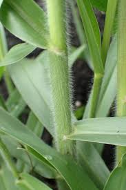 Image result for Urochloa eminii