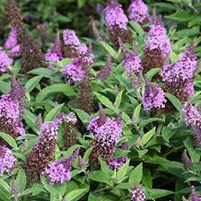 Image result for Buchnera keilii