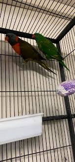 We offer small and medium sized exotic birds for sale which are often offered at incredible savings in all major cities. Ace Colony Birds Home Facebook