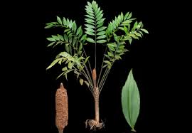 Image result for Zamiaceae