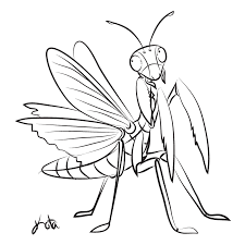 Praying Mantis Mantis Tattoo Praying Mantis Sketches