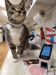 Must i get a heartworm test before giving ivermecxtin? Lessons From Maverick Heartworm Testing 101 Brewer Veterinary Clinic