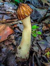 Image result for Clitocybe multiceps