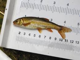 Rules barbless hooks year round Roaches Of California Hidden Biodiversity In A Native Minnow California Waterblog