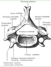 We did not find results for: Vertebra Toraks Vertebrae Thoracicae Dan Vertebra Lumbal Vertebra Lumbales Ilmu Urai Fosa Humerus Costal Dari Proses Melintang Dalam Bahasa Latin