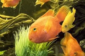 And whereas, many flora and fauna of california are distinctive that they are generally recognized as native to this state and associated with the name of california; Garibaldi And Other Fish Fish Garibaldi Fish Pet