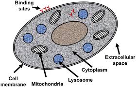 Maybe you would like to learn more about one of these? The Use Of Microdosing In The Development Of Small Organic And Protein Therapeutics Journal Of Nuclear Medicine