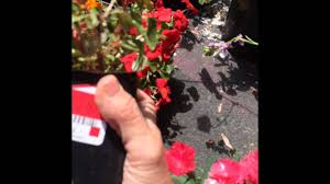 Maybe you would like to learn more about one of these? Walmart Clearance Garden Plants Youtube