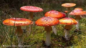 Magic Mushrooms Grew In Man S Blood After He Injected Them As A Tea Report National Globalnews Ca