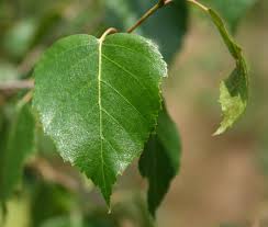 Image result for leaf shape obovate