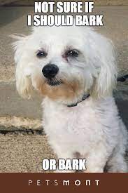 Pin On Pet Lovers Area
