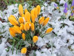 8 Iconic Plants And Trees That Herald Spring Crocus Bulbs Plants Fall Plants
