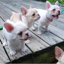 Check spelling or type a new query. 86 Best French Kisses Ideas Bulldog French Bulldog Cute Animals