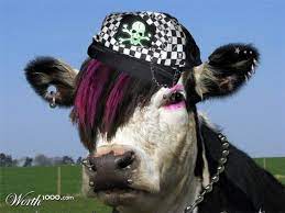 Herferd Cow Skull Cool Cow Pictures Cow Pictures Cow Cow Skull