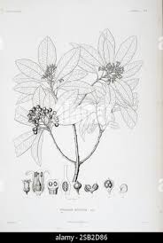 Image result for Pittosporum abyssinicum