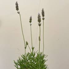Image result for Lavandula dentata