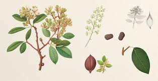 Image result for Terminalia arjuna