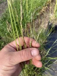 Image result for Festuca