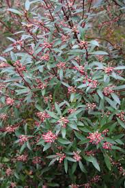 Image result for Landolphia lanceolata