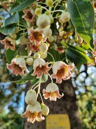 Image result for Brachychiton