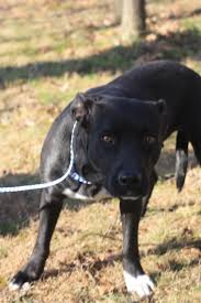 Lost Tulip Female Black Pittbull Mix With White Chest Toes Call 815 690 4081 Or 815 690 4079 Email Marleycreek Gmail Tu Losing A Pet Dogs Dog Cat
