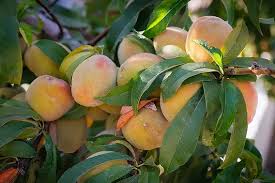 Image result for Prunus persica