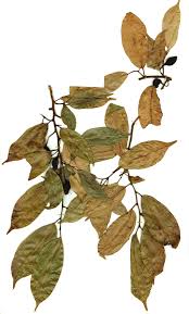 Image result for Trilepisium madagascariense