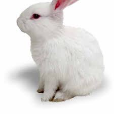 Maybe you would like to learn more about one of these? Bunny Burden The Spokesman Review