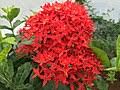 Image result for Ixora phellopus