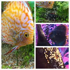 Aquarium Adventure Has Two Batches Of Discus Eggs Fish Pet Pets Adventure