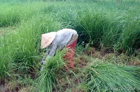 Image result for Panicum infestum