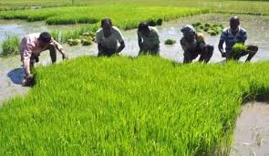 শেরপুরে বোরো ধানের চারা লাগানোর ...