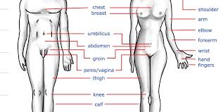 Find & download free graphic resources for body part. Teach Your Kids Accurate Names For Body Parts Already United Humanists